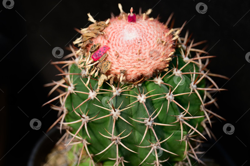 Скачать Кактус в горшке melocactus curvispinus с головкой и острыми шипами растет на изолированном черном фоне фотосток Ozero