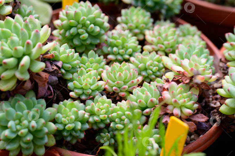 Скачать В цветочном горшке растет суккулент graptopetalum macdougallii с маленькими зеленорозовыми розетками на кончиках фотосток Ozero