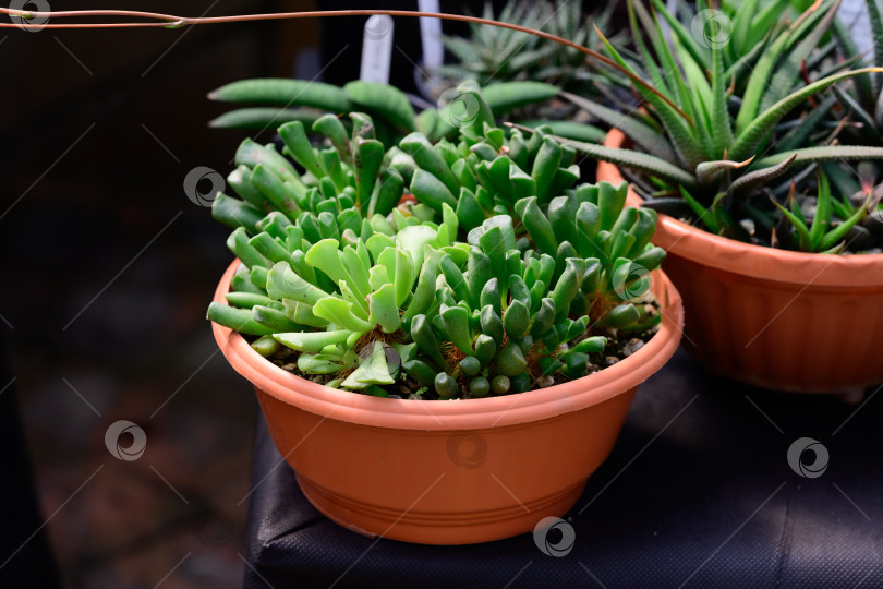 Скачать Комнатное суккулентное растение crassula ovata gollum с трубчатыми листьями растет в оранжевом терракотовом цветочном горшке фотосток Ozero
