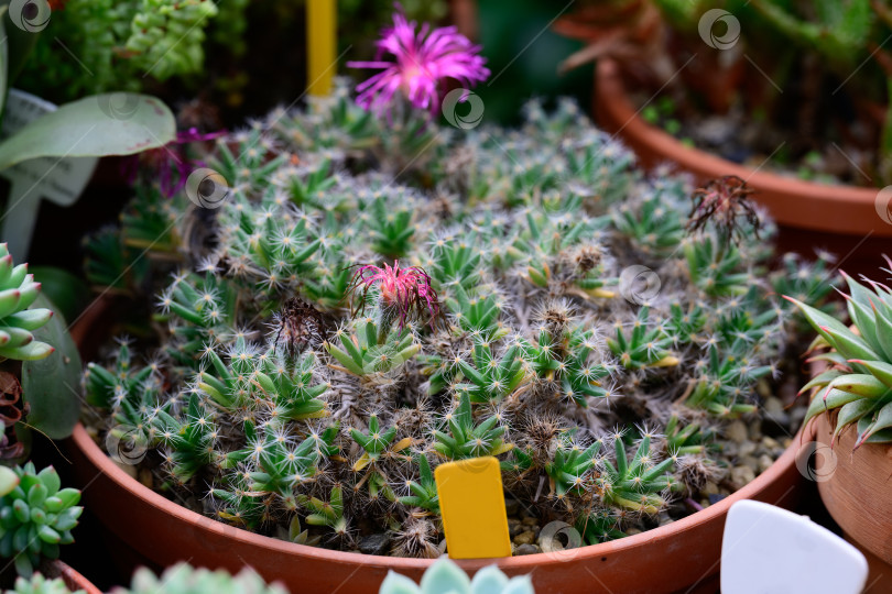 Скачать В цветочном горшке растет суккулентное растение trichodiadema densum с маленькими зелеными листьями и розовым цветком фотосток Ozero