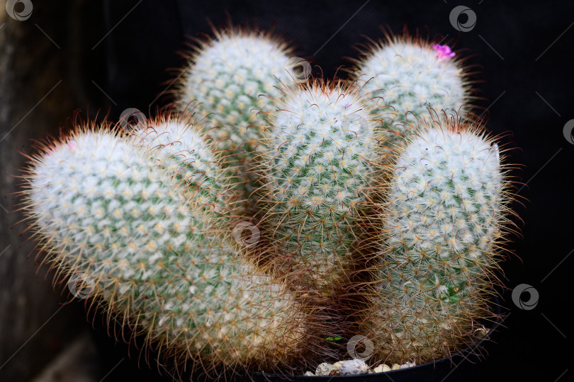 Скачать На темном фоне растет кактус в горшке mammillaria bombycina с белым пушком и крючковатыми колючками фотосток Ozero