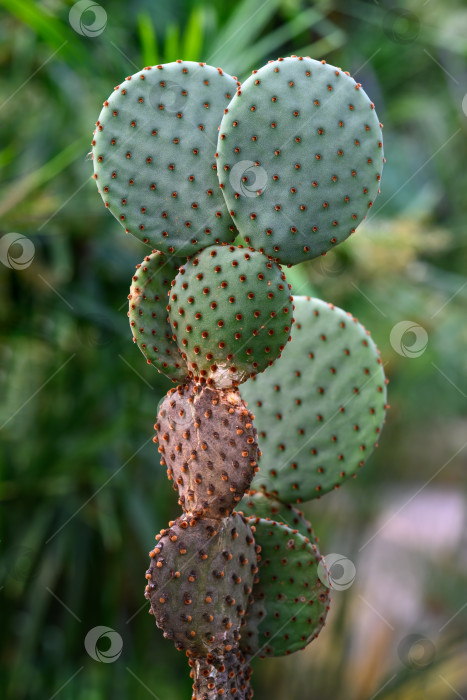 Скачать В теплице растет комнатный кактус opuntia microdasys caress с круглыми зелеными подушечками и гладкими, приятными на ощупь ареолами фотосток Ozero