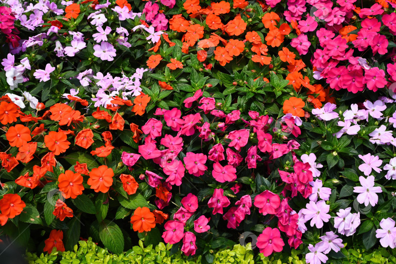 Скачать Полнокадровый фон с текстурой красочных цветов impatiens walleriana, цветущих в красном, оранжевом, розовом и фиолетовом цветах в саду фотосток Ozero