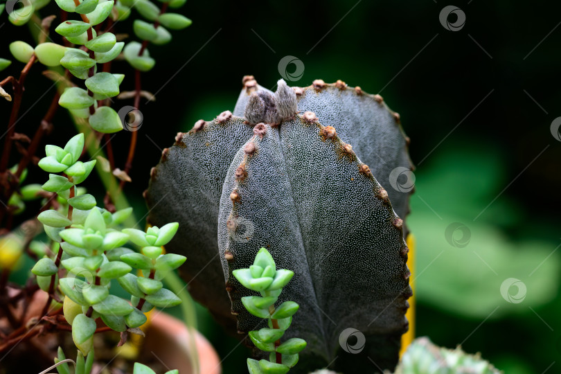 Скачать Комнатный кактус astrophytum myriostigma var nudum с ребристым стеблем растет в окружении зеленых суккулентов фотосток Ozero