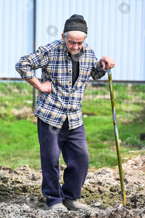 Скачать Усталый русский пожилой мужчина 77 лет опирается на лопату, держась за ноющую поясницу, копая землю во время посадки картофеля в сельской деревне фотосток Ozero