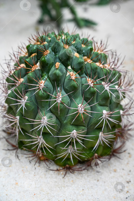 Скачать Яркий гимнокалициум саглионис (Gymnocalycium saglionis) - гигантское кактусовое растение на песке в оранжерее Гонконгского парка крупным планом фотосток Ozero