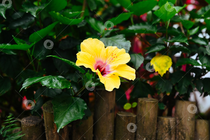 Скачать Крупный план желтого цветка гибискуса, известного как Hibiscus rosa sinensis, распускающего свежие зеленые листья в городском парке Макао фотосток Ozero