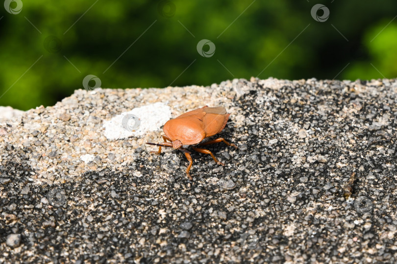 Скачать Гигантский личиночный жук tessaratoma papillosa, ползущий по текстурированной поверхности камня, макросъемка насекомого крупным планом фотосток Ozero