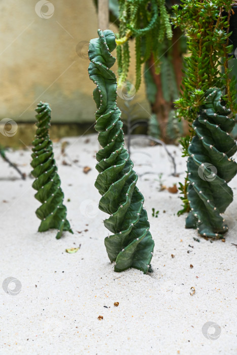 Скачать Уникальный спиральный кактус cereus forbesii spiralis, растущий на белом песке в зеленой оранжерее, на выставке в Гонконге фотосток Ozero