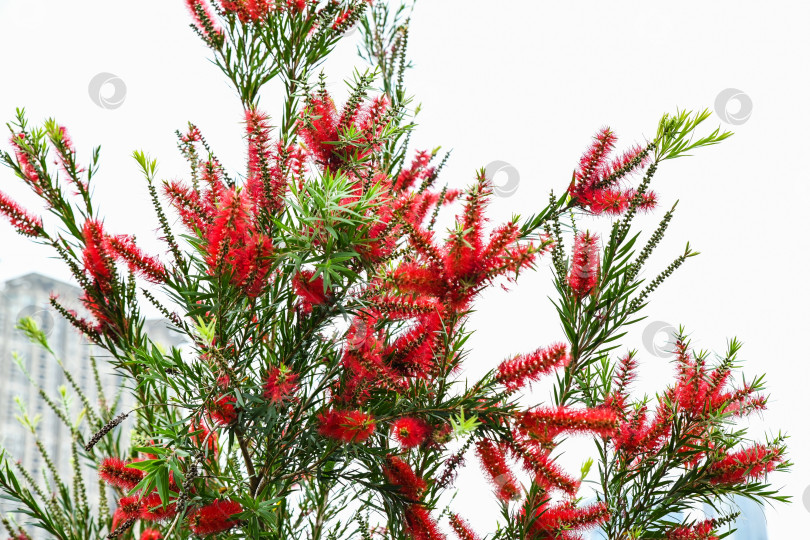 Скачать Крупный план красных бутылочных цветов, известных как Callistemon rigidus, цветущих зелеными листьями, в городском парке Макао днем. фотосток Ozero