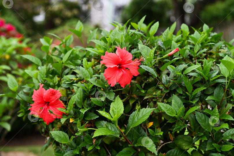 Скачать Крупный план красных цветов гибискуса, известных как Hibiscus rosa sinensis, цветущих свежими зелеными листьями в городском парке Макао фотосток Ozero