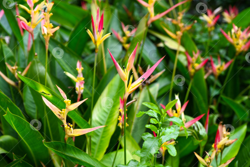 Скачать Крупный план тропических розовых и желтых цветов heliconia psittacorum с пышными зелеными листьями в городском парке Макао фотосток Ozero