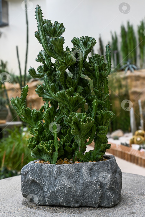 Скачать Сочное растение Euphorbia lactea cristata в горшке из серого камня в оранжерее Гонконгского парка на размытом фоне крупным планом фотосток Ozero