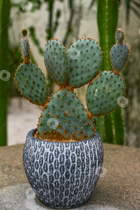 Скачать Кактус Opuntia rufida с заячьими ушками в текстурированном сером горшке в оранжерее Гонконгского парка на размытом фоне крупным планом фотосток Ozero