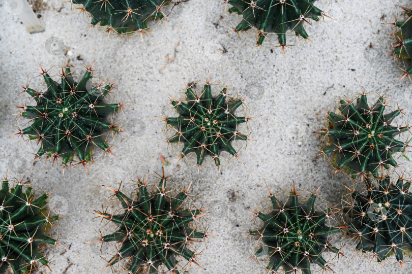 Скачать Яркий кактус Ferocactus latispinus с дьявольским язычком, вид сверху, на песке в оранжерее Гонконгского парка, создающий природный фон фотосток Ozero