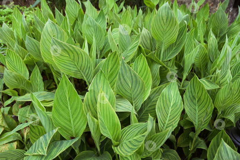 Скачать Крупный план абстрактного вида зеленых пестрых листьев растения Canna indica Pretoria, цветущего в тропическом городском парке в Макао фотосток Ozero