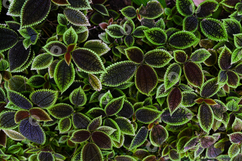 Скачать Пышное растение Pilea mollis Moon Valley на фоне Гонконгского парка с яркой темно-зеленой и бордовой текстурой листьев крупным планом. фотосток Ozero