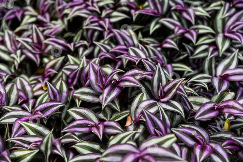 Скачать Вид сверху на пышные почвопокровные растения tradescantia zebrina с яркими фиолетовыми и зелеными полосатыми листьями в саду фотосток Ozero