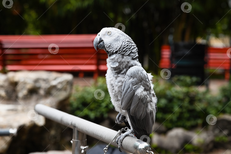 Скачать Один серый попугай psittacus erithacus сидит на металлических перилах в общественном парке на фоне размытых красных скамеек в Макао Китай фотосток Ozero