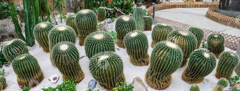 Скачать Яркая группа кактусов Echinocactus grusonii с золотистой бочкой на песке в оранжерее Гонконгского парка на размытом фоне фотосток Ozero