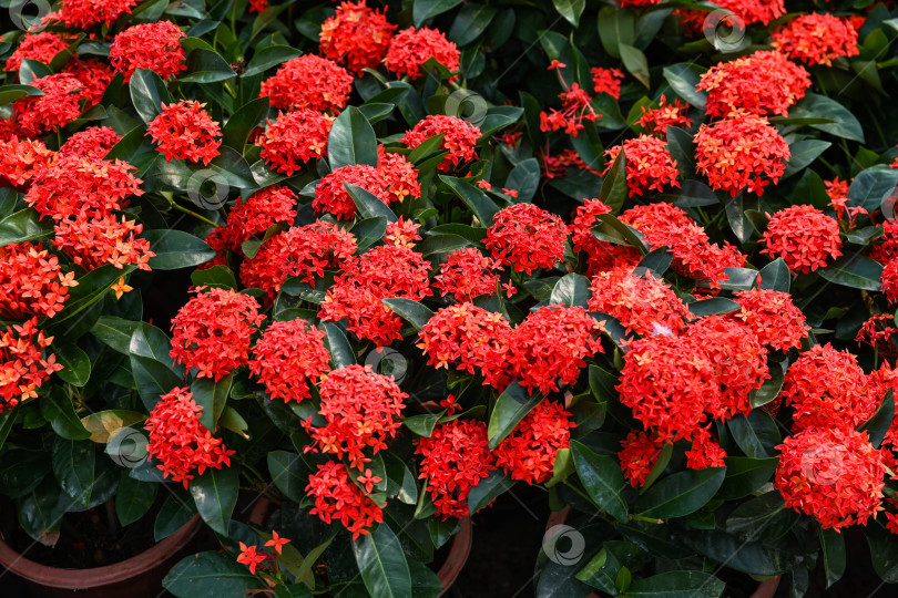 Скачать Цветущее растение в горшке ixora chinensis с густыми красными соцветиями и блестящими зелеными листьями растет на рынке в Макао фотосток Ozero