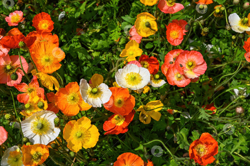 Скачать Прекрасные исландские маки papaver croceum с оранжевыми и желтыми лепестками распускаются под летним солнцем, создавая красочную атмосферу Пекина фотосток Ozero