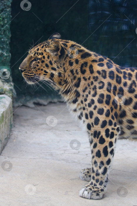 Скачать Дальневосточный леопард, дальневосточная барса, Panthera pardus orientalis, самая редкая кошка в мире, в зоопарке в Москве, Россия. Дата съемки: 30 мая 2026 года фотосток Ozero
