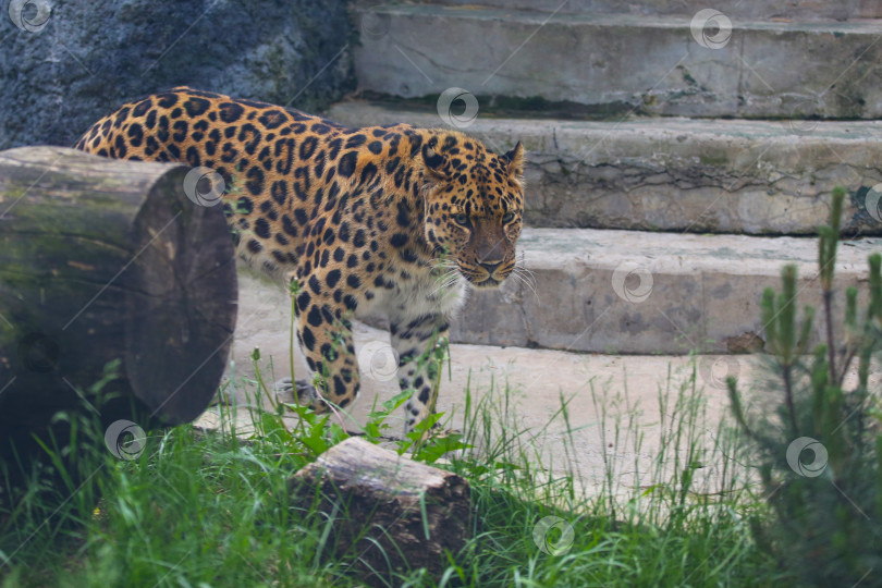 Скачать Дальневосточный леопард, дальневосточная барса, Panthera pardus orientalis, самая редкая кошка в мире, в зоопарке в Москве, Россия. Дата съемки: 30 мая 2026 года фотосток Ozero