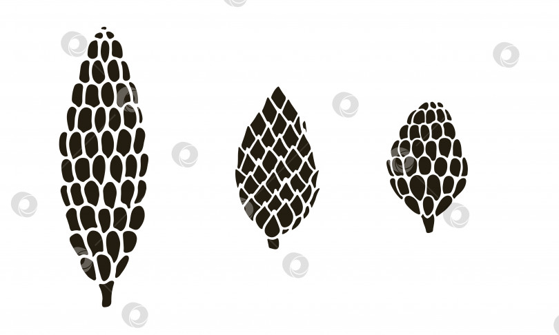 Скачать Векторная рисованная каракулями иллюстрация набора сосновых или еловых шишек фотосток Ozero
