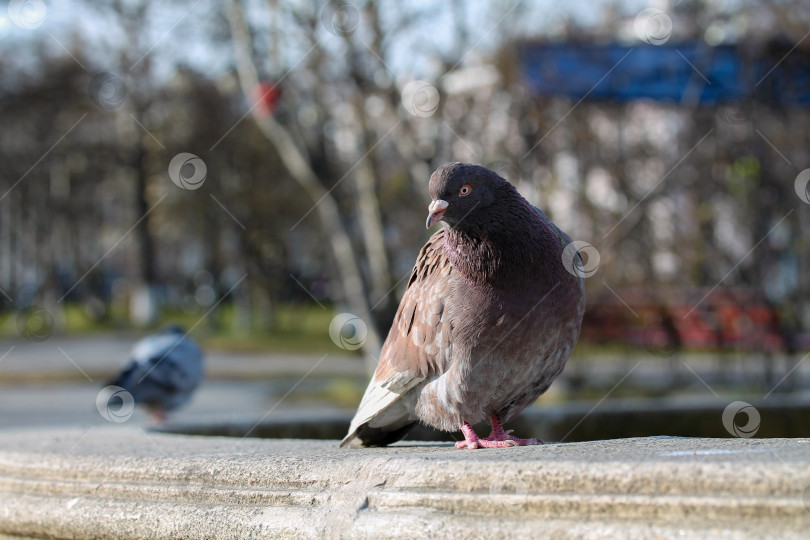 Скачать Взъерошенный голубь в городском парке фотосток Ozero
