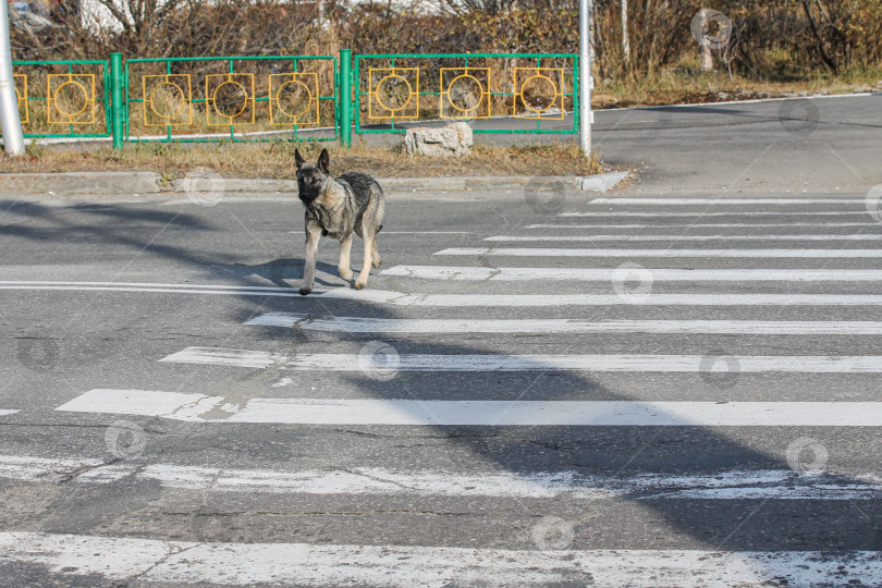 Скачать Бродячая собака, переходящая дорогу по пешеходному переходу в одиночестве фотосток Ozero