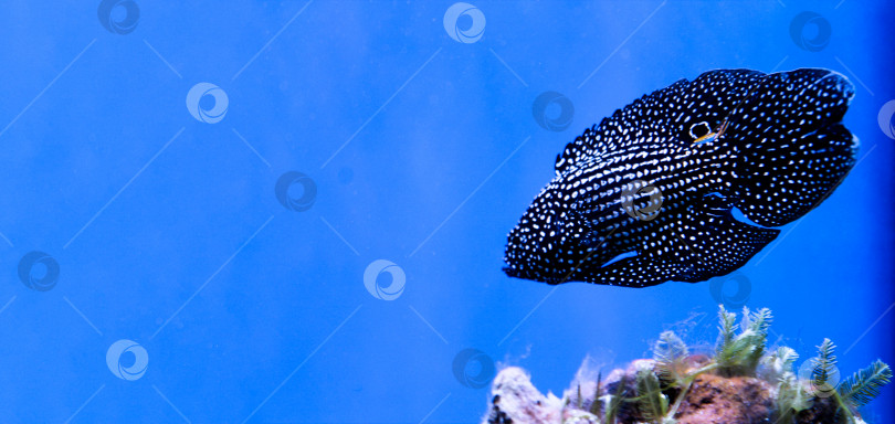 Скачать Морской фон с рыбками из коралловых рифов и местом для копирования текста фотосток Ozero
