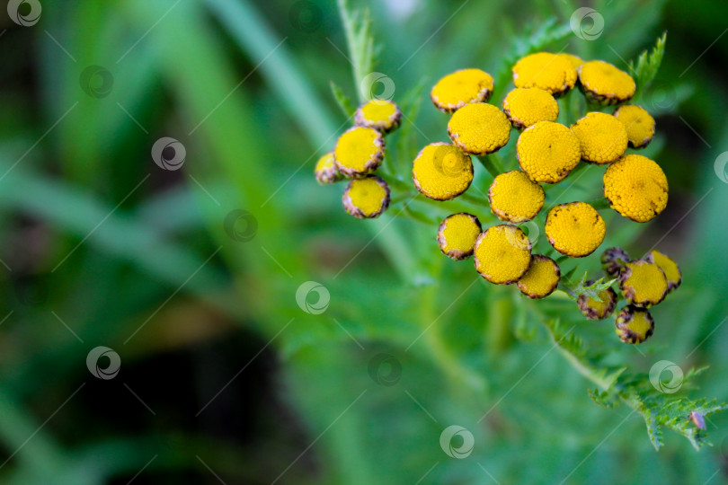 Скачать Желтые цветы пижмы на ярко-зеленом фоне фотосток Ozero