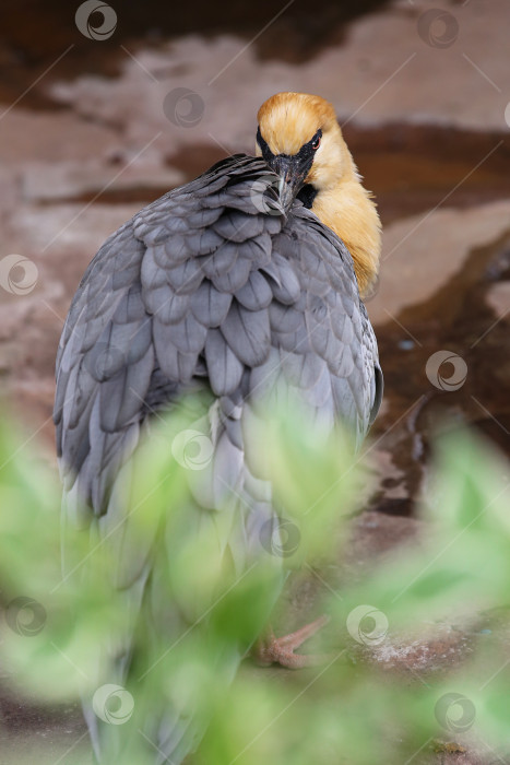 Скачать Чернолицый ибис (theristicus melanopis) в зоопарке фотосток Ozero