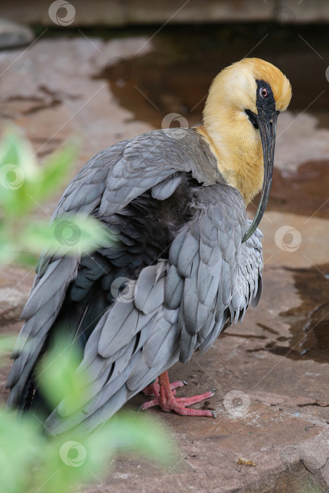 Скачать Чернолицый ибис (theristicus melanopis) в зоопарке. фотосток Ozero