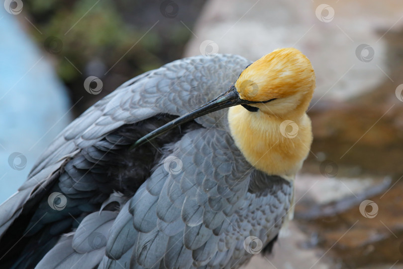 Скачать Чернолицый ибис (theristicus melanopis) в зоопарке. фотосток Ozero