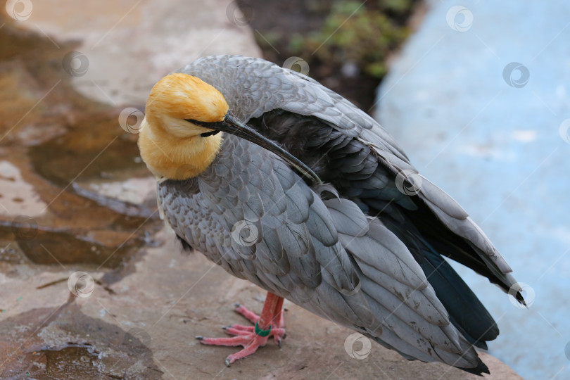 Скачать Чернолицый ибис (theristicus melanopis) в зоопарке. фотосток Ozero