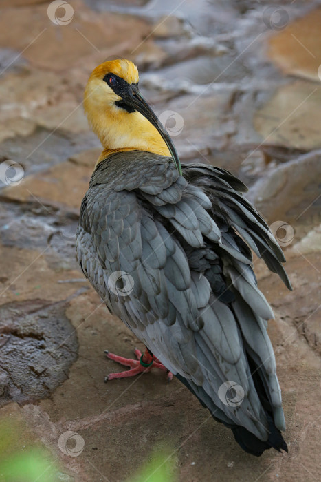 Скачать Чернолицый ибис (theristicus melanopis) в зоопарке. фотосток Ozero