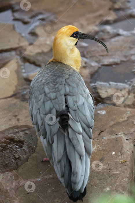 Скачать Чернолицый ибис (theristicus melanopis) в зоопарке. фотосток Ozero