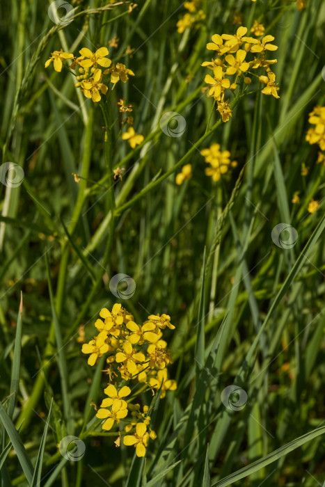 Скачать Барбарея обыкновенная (лат. Barbarea vulgaris) цветет на лугу. фотосток Ozero