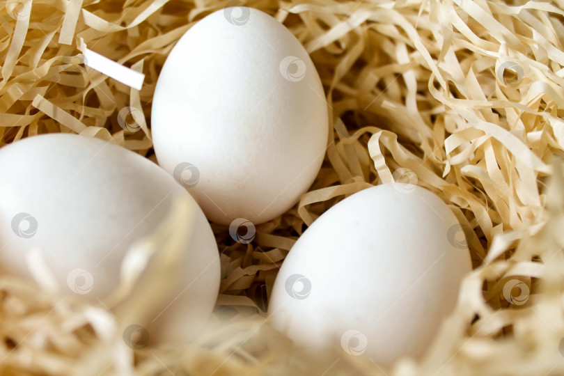 Скачать Три белых куриных яйца лежали в соломенном гнезде фотосток Ozero
