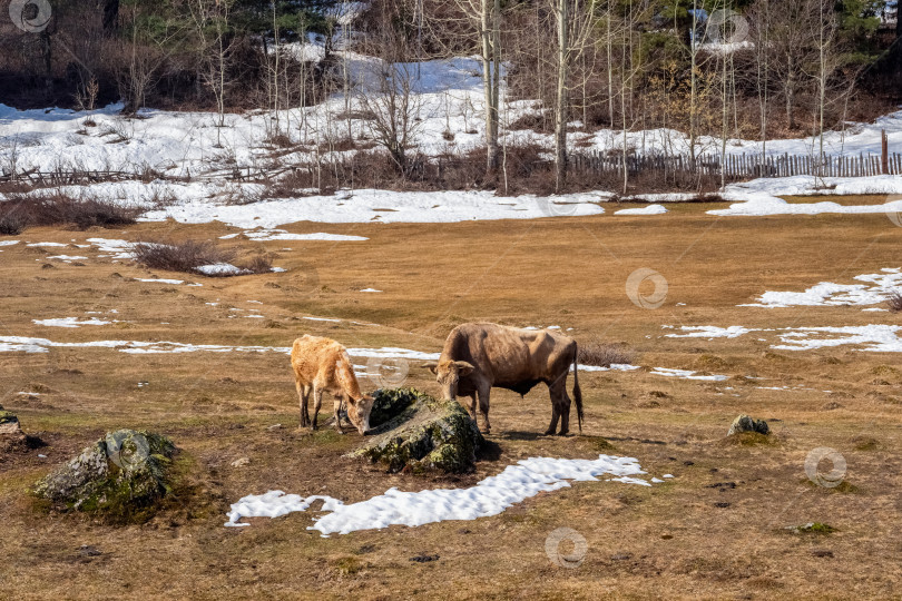 Скачать Две коровы пасутся на заснеженном поле. фотосток Ozero