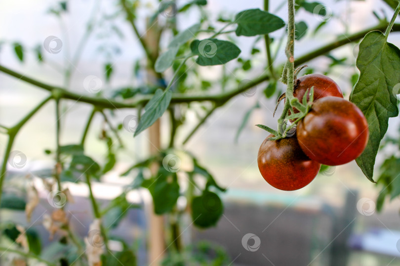 Скачать Красные помидоры, висящие на зеленом растении фотосток Ozero