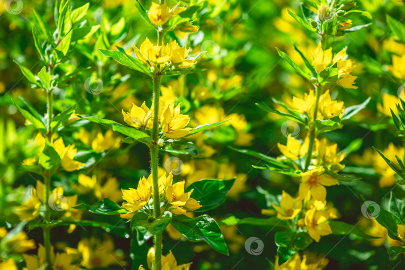 Скачать Желтые цветы череды - lysimachia punctata - прекрасно растут в пышном саду, создавая яркое представление о красоте природы и летнем изобилии при естественном освещении фотосток Ozero