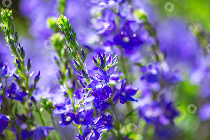 Скачать Veronica spicata, известная как true speedwell, представляет собой яркие фиолетово-синие цветы, растущие среди зеленой листвы, создавая безмятежный и естественный фон с эффектом боке в мягком фокусе фотосток Ozero