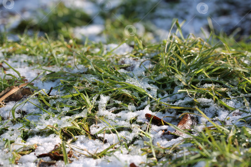 Скачать Зеленая трава со снегом и опавшими листьями в парке фотосток Ozero