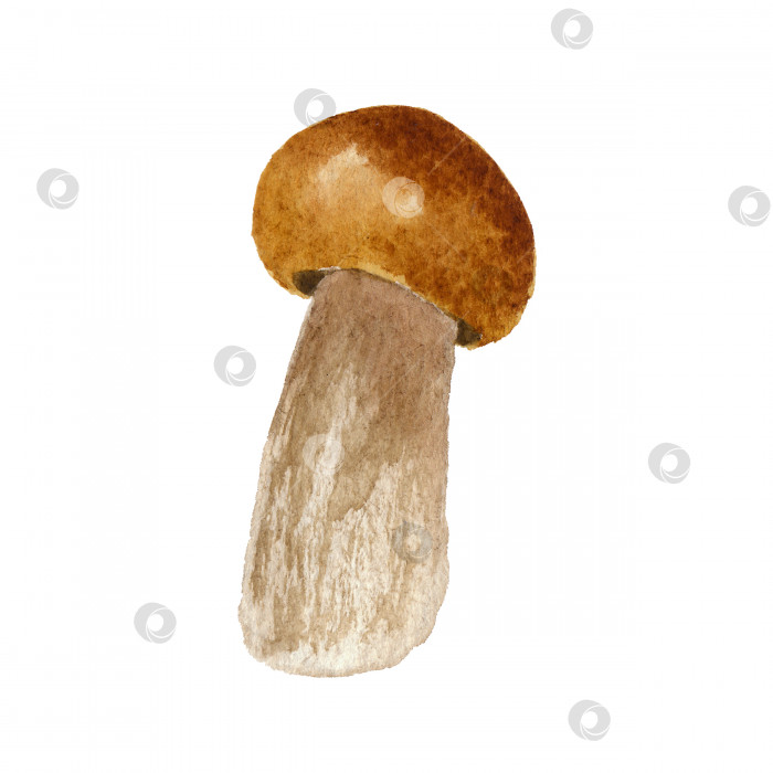 Скачать Акварельная иллюстрация гриба, изолированная на белом фоне фотосток Ozero