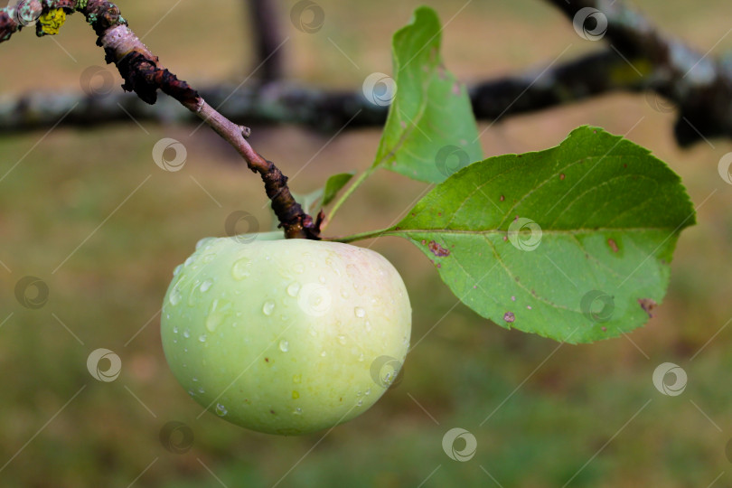 Скачать Плод зеленого яблока, висящий на ветке дерева фотосток Ozero