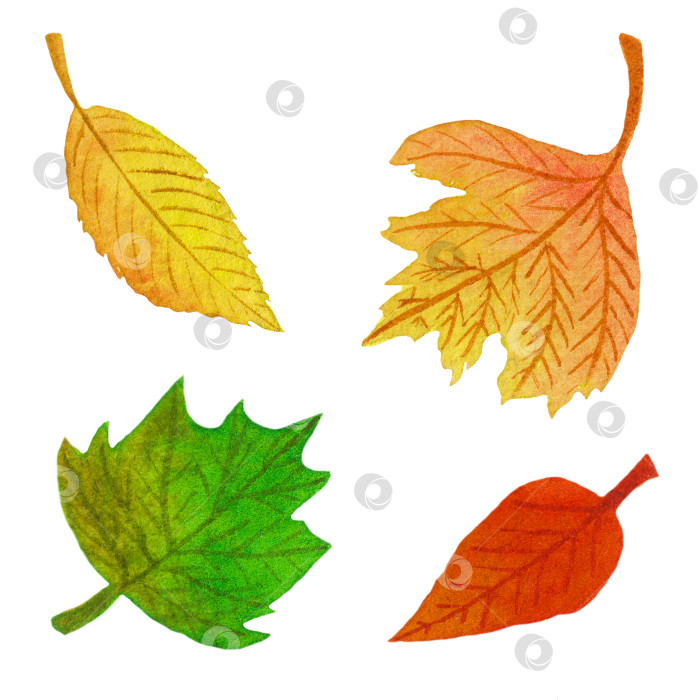Скачать Акварельная иллюстрация красочных осенних листьев, выделенных на белом фоне фотосток Ozero