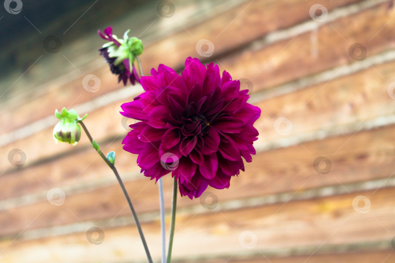 Скачать Фиолетовый цветок георгина на деревянном фоне фотосток Ozero
